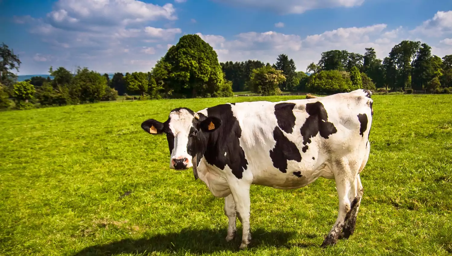 NABARD Dairy & Farming Scheme 2022