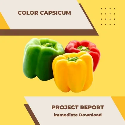 Color Capsicum under polyhouse Project Report PDF and Business Plan