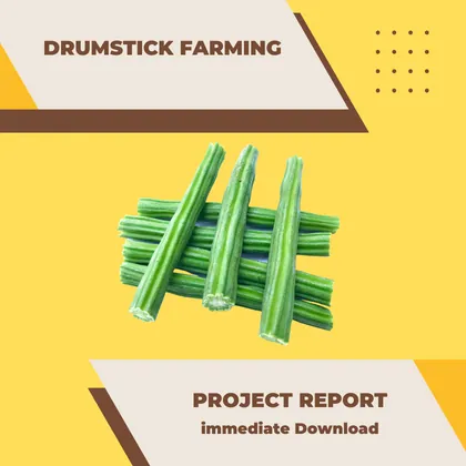 Drumstick Farming Project Report PDF and Business Plan