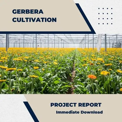 Gerbera Cultivation Project Report PDF and Business Plan